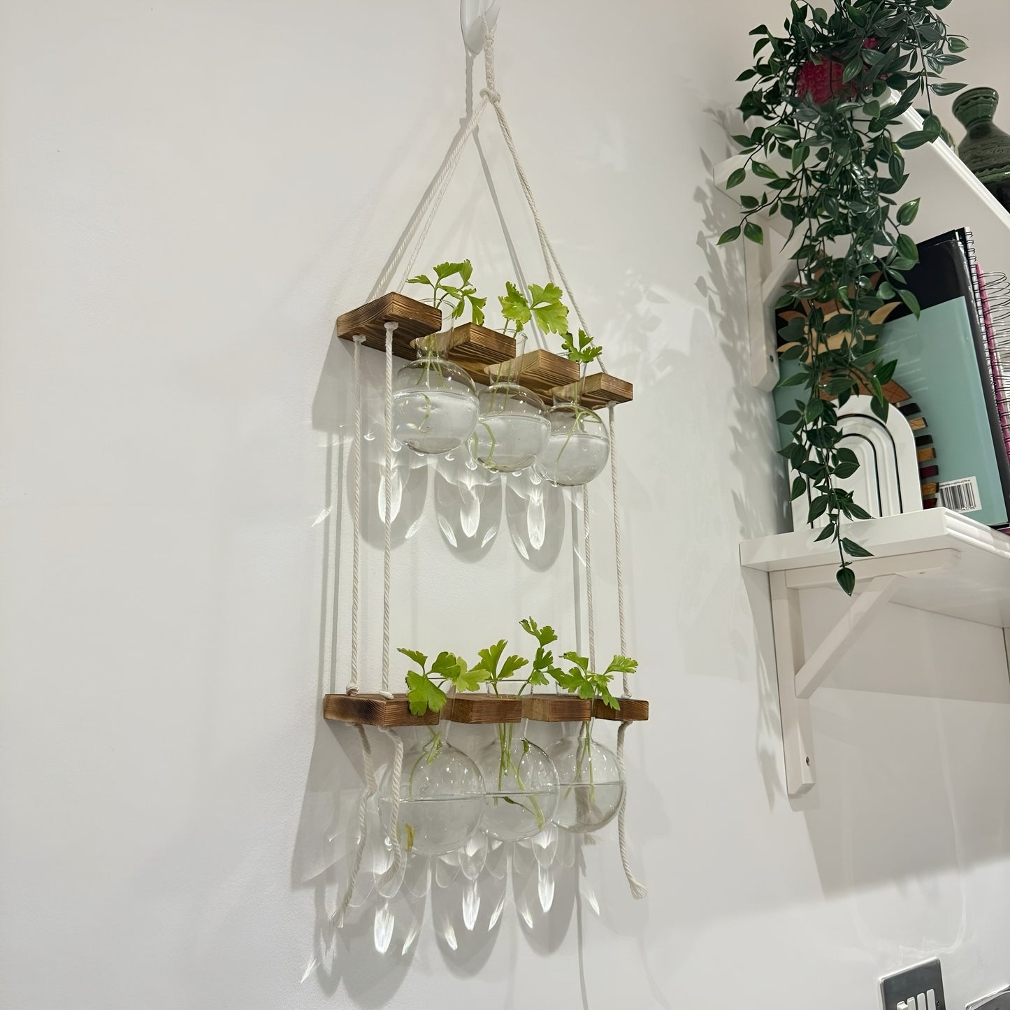 Hanging Hydroponic System, 2-Tier  Bulb Glasses Propagate Wall Hanging Plant Clipping Pothos Propagation System