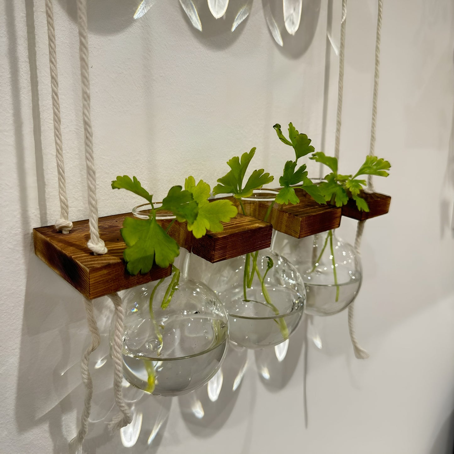 Hanging Hydroponic System, 2-Tier  Bulb Glasses Propagate Wall Hanging Plant Clipping Pothos Propagation System